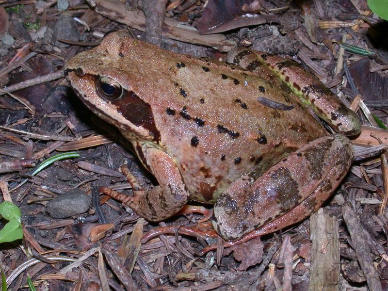 Rana temporaria e Rana dalmatina